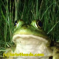 /home//u458753944/public_html/sourcegallery//Frogs/More bullfrogs/P7060240.JPG